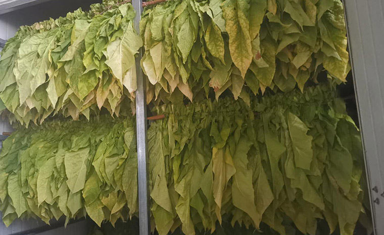 烟草烘干项目