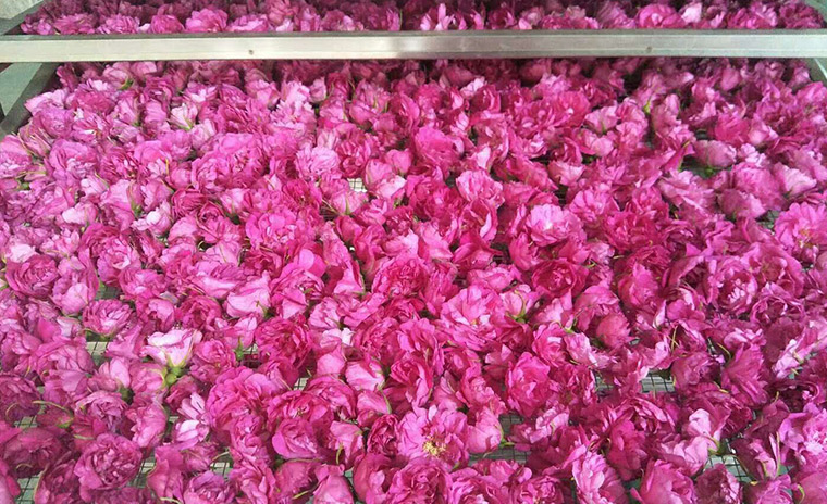花类烘干项目