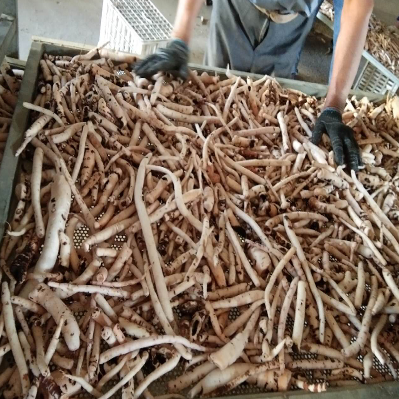 白术、白勺烘干项目