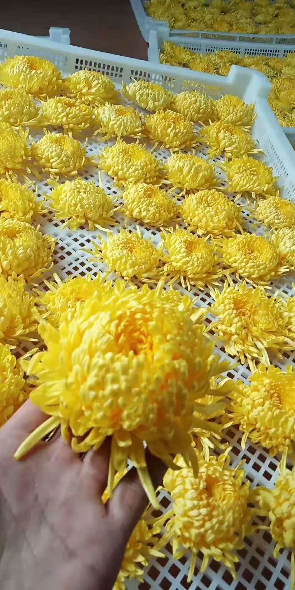 金丝皇菊烘干5.jpg