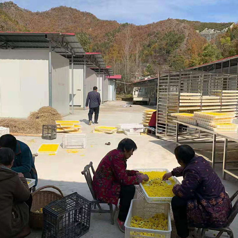 金丝皇菊烘干项目