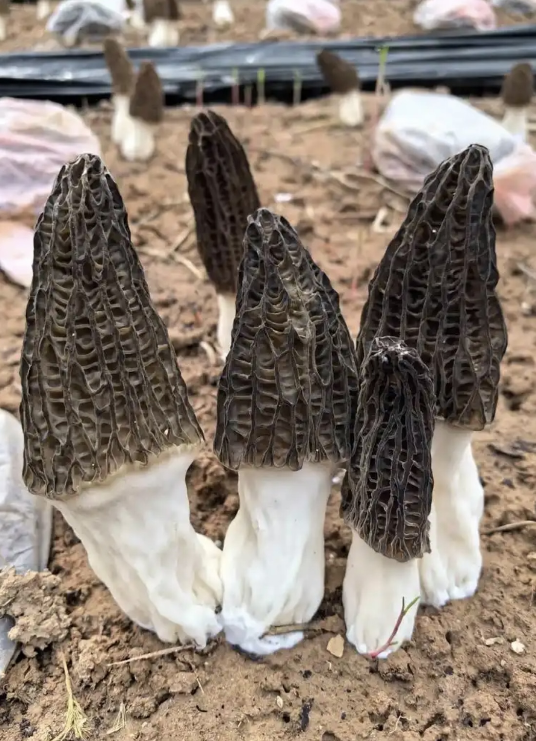 什么样的烘干方式，能让羊肚菌鲜香翻倍？
