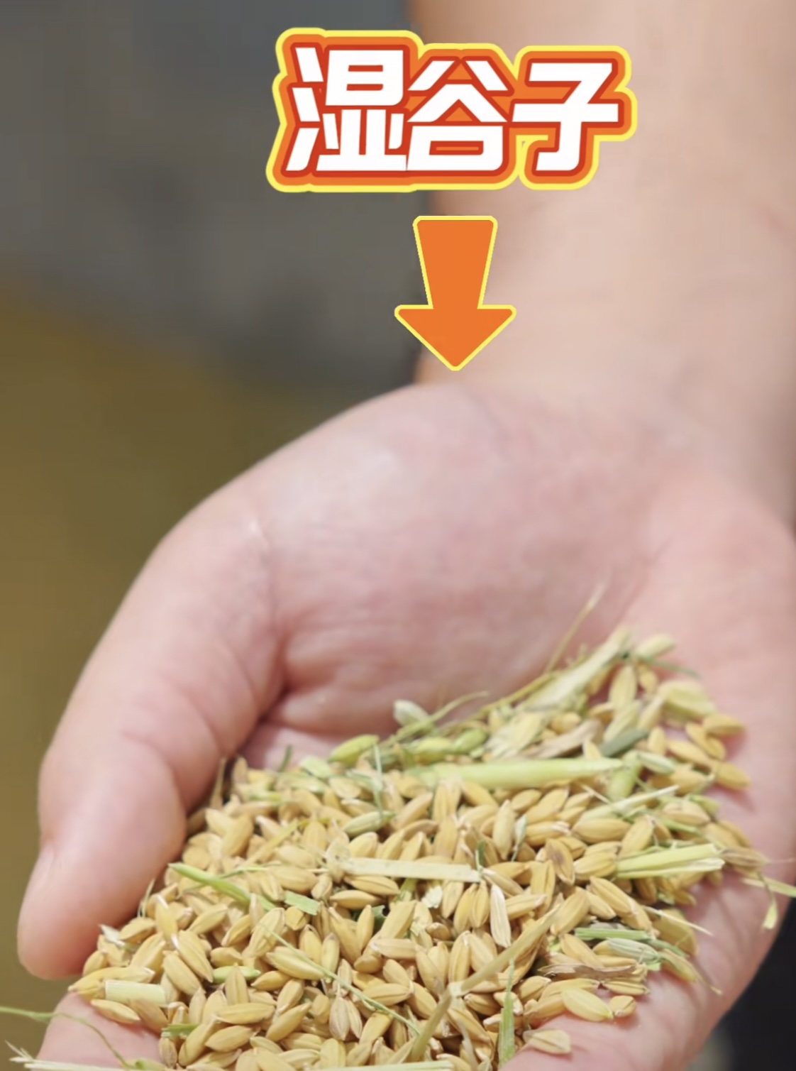 水稻烘干：守住丰收最后一公里