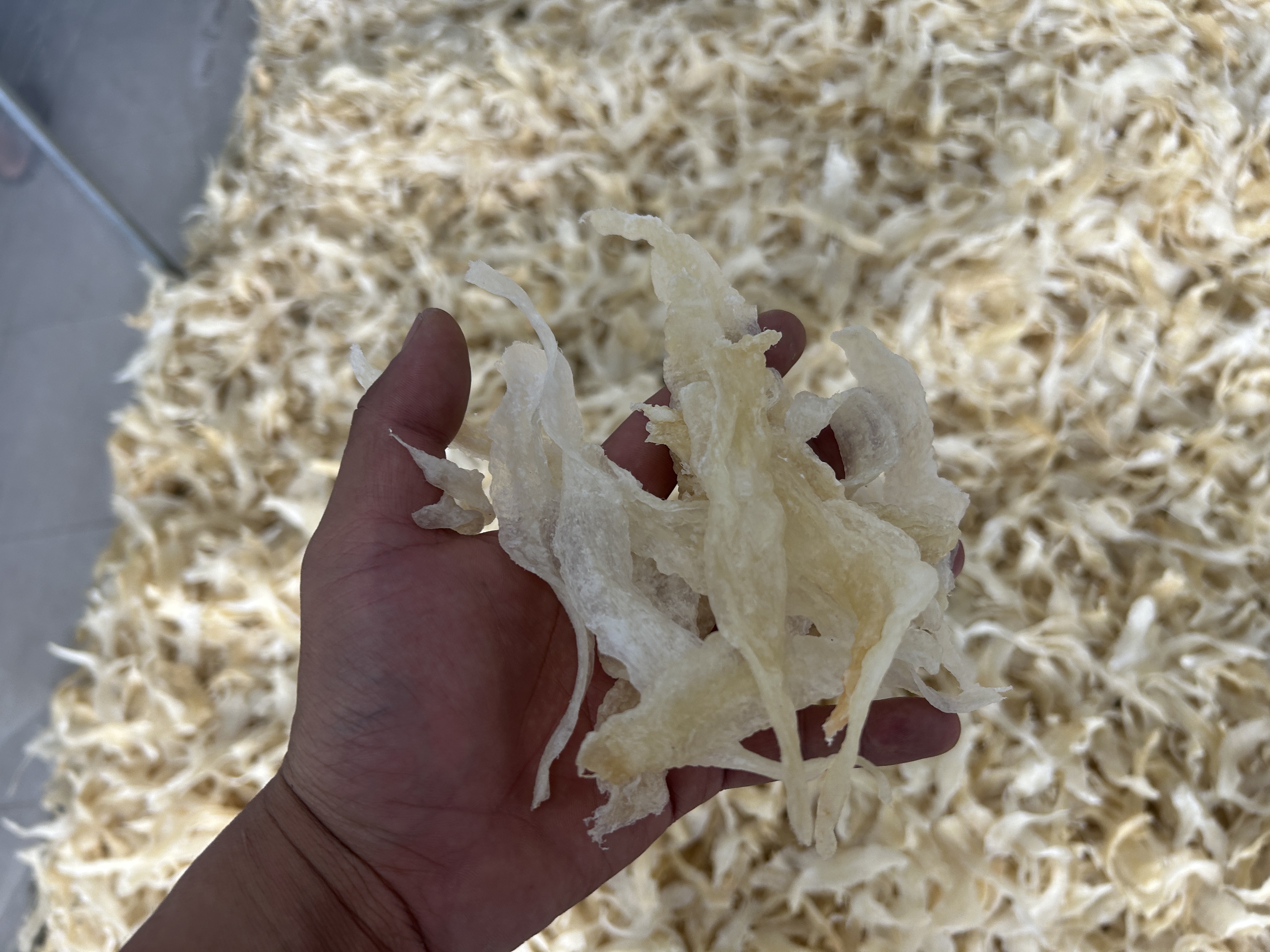 品质鱼胶烘干秘诀：冷热风空气能烘干房，低温慢烘锁胶质