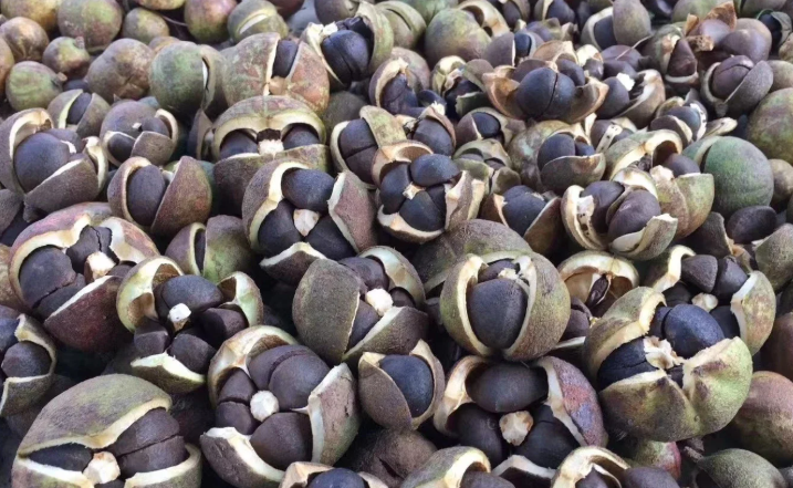 空气能烘干机烘干油茶籽：工艺要点与核心优势